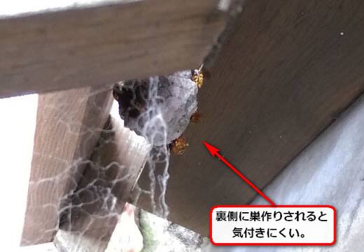 セグロアシナガバチの巣駆除
