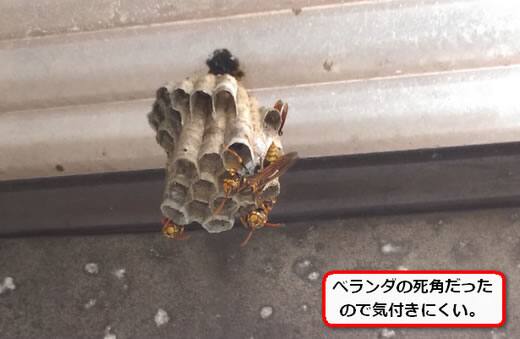 アシナガバチ巣駆除マンション