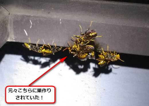 アシナガバチ駆除群がり