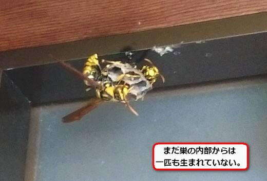 キアシナガバチの巣駆除