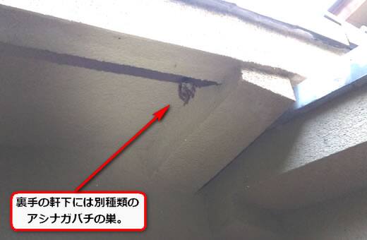 アシナガバチ駆除軒下