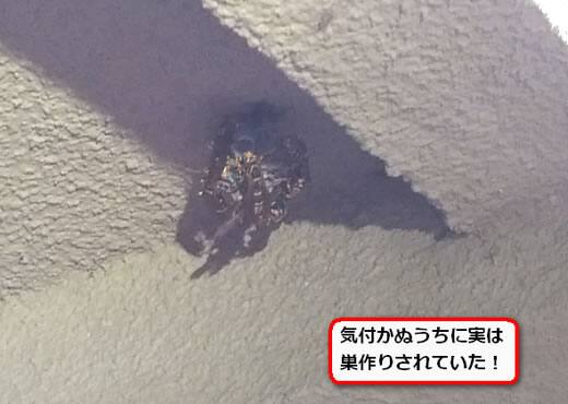 セグロアシナガバチの巣駆除