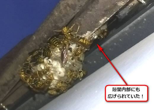 セグロアシナガバチの巣駆除