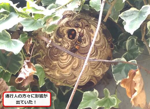 コガタスズメバチの巣駆除つた