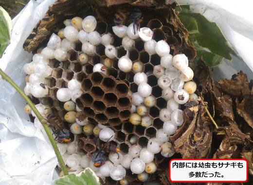 コガタスズメバチの巣