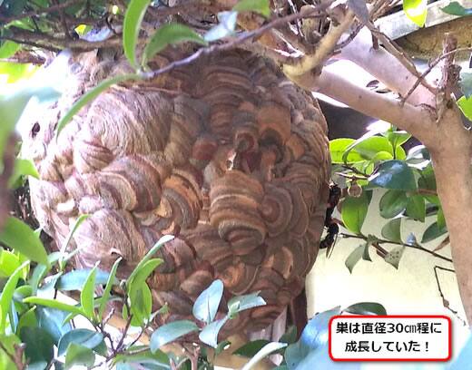 コガタスズメバチ巣駆除