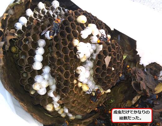 スズメバチ巣内部