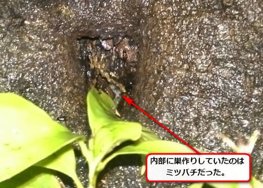 ミツバチ巣駆除大木洞