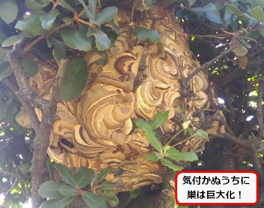コガタスズメバチ巣駆除