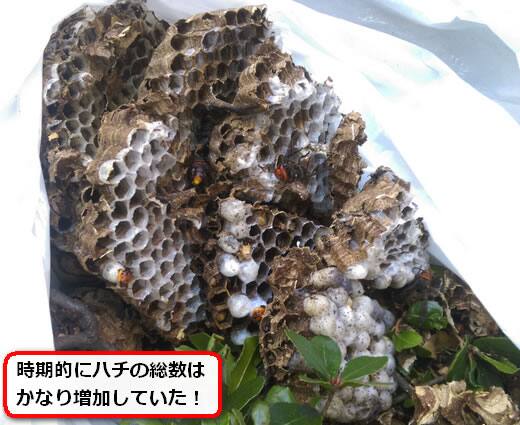 スズメバチ巣内部