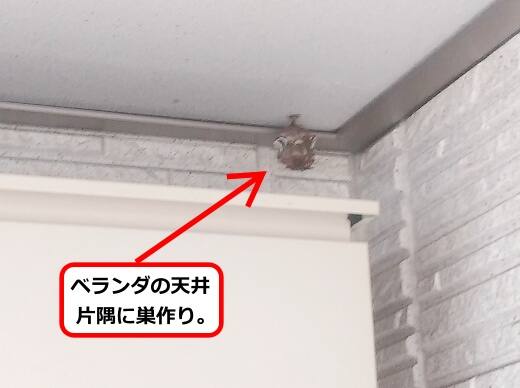 ベランダ天井蜂の巣