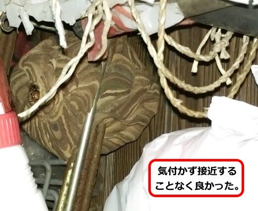 ラックスズメバチ巣