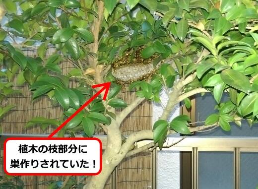 植木枝蜂の巣