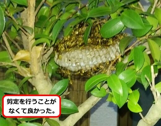 植木キアシナガバチ巣