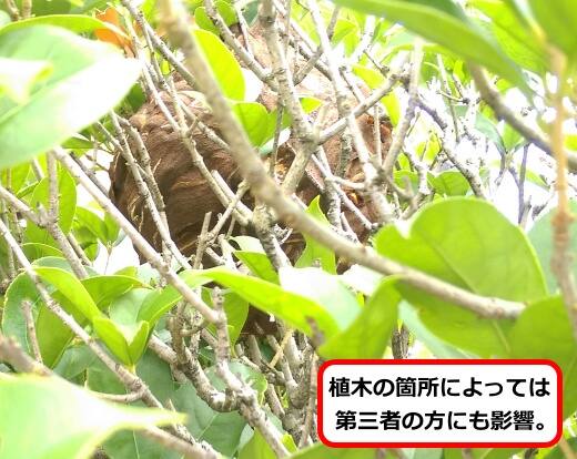 庭木スズメバチ巣