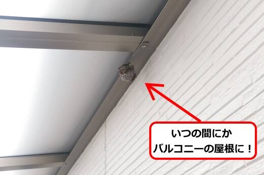 バルコニー屋根蜂の巣
