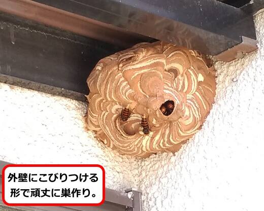 車庫屋根蜂の巣