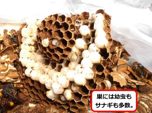 スズメバチ幼虫サナギ