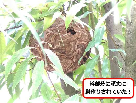 植木幹蜂の巣