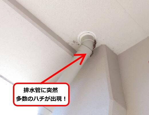 排水管ハチ