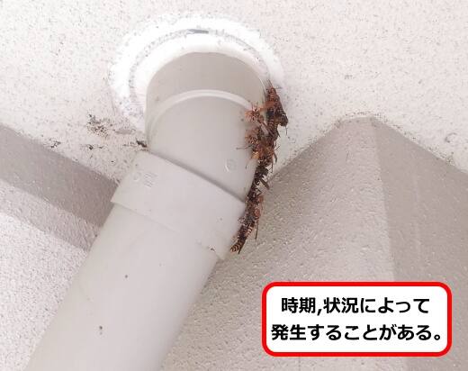 排水管アシナガバチ