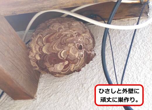 ひさし外壁蜂の巣