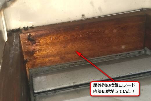 ミツバチ分蜂換気口