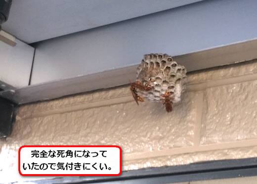 アシナガバチ巣デッキ裏側