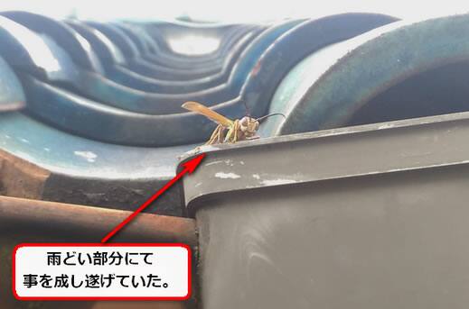 アシナガバチ交尾