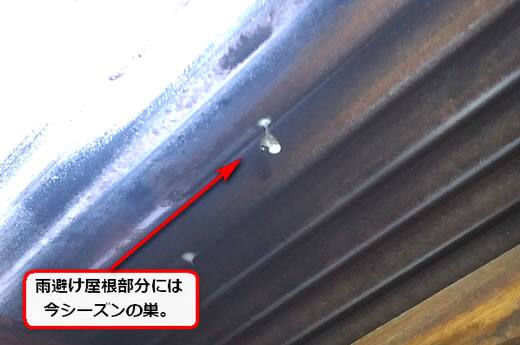 アシナガバチ巣駆除初期