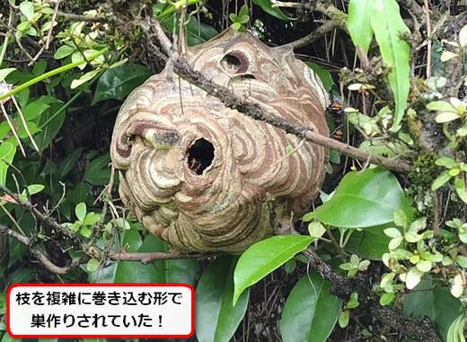 コガタスズメバチの巣駆除