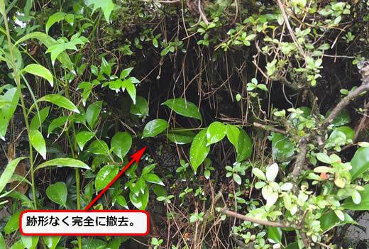 スズメバチの巣完全撤去