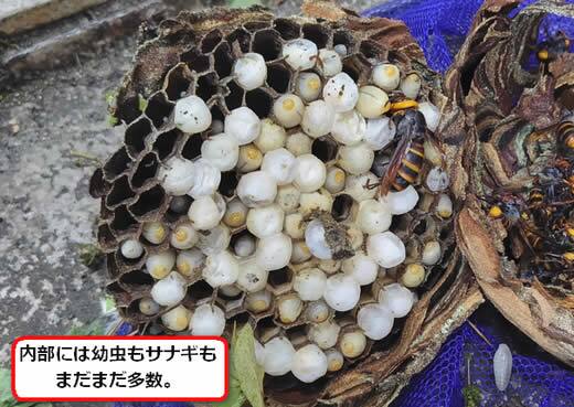 コガタスズメバチの巣内部