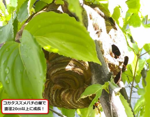 コガタスズメバチの巣駆除