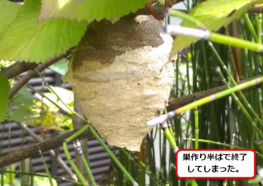コガタスズメバチの巣駆除