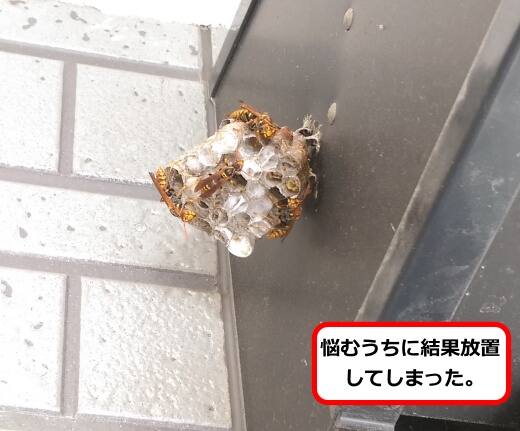 終了間近蜂の巣