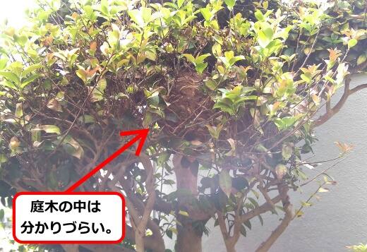 9月6日スズメバチ