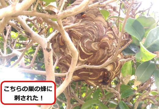 庭木スズメバチ巣