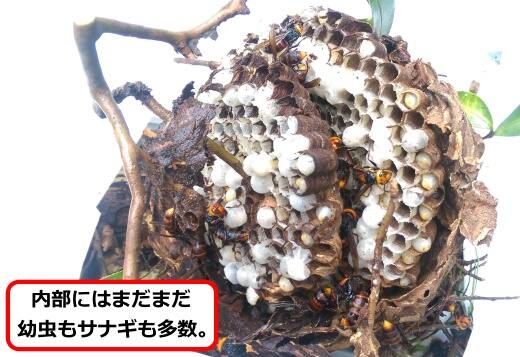 コガタスズメバチ巣