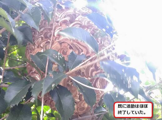 スズメバチ巣空き家