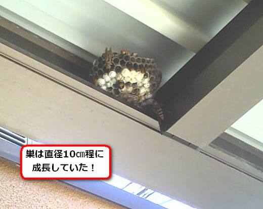 セグロアシナガバチの巣駆除