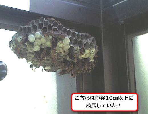 セグロアシナガバチの巣駆除