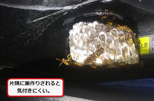 アシナガバチトタン