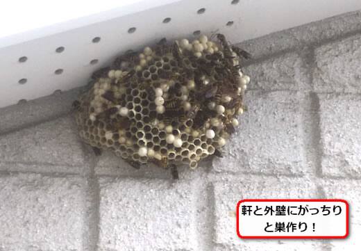 外壁アシナガバチ巣