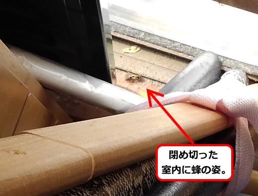 室内アシナガバチ
