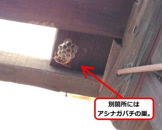 屋根アシナガバチ巣