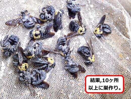 クマバチ