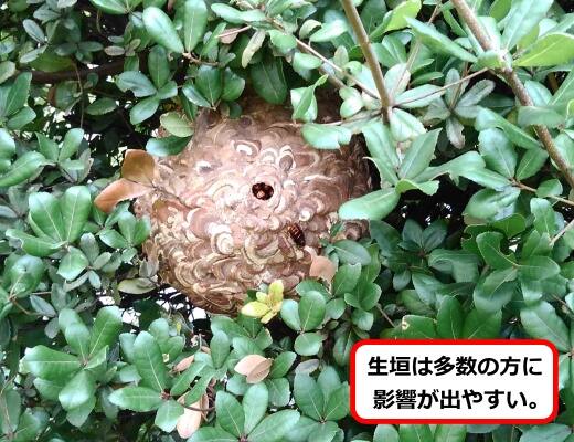 生垣スズメバチ巣