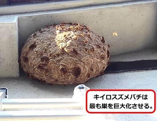 放置巨大化蜂の巣