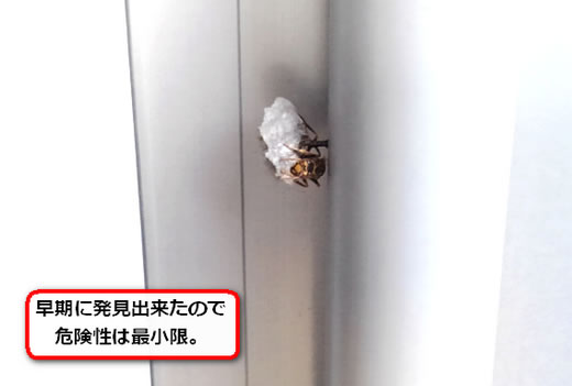 アシナガバチ巣出来立て